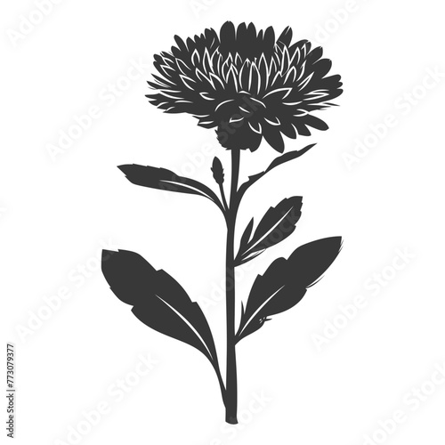 Silhouette aster flower black color only