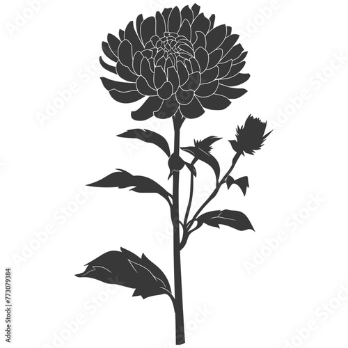 Silhouette aster flower black color only
