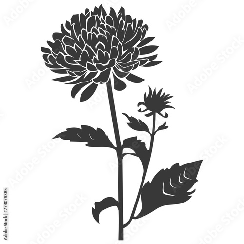 Silhouette aster flower black color only