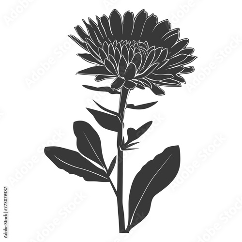Silhouette aster flower black color only