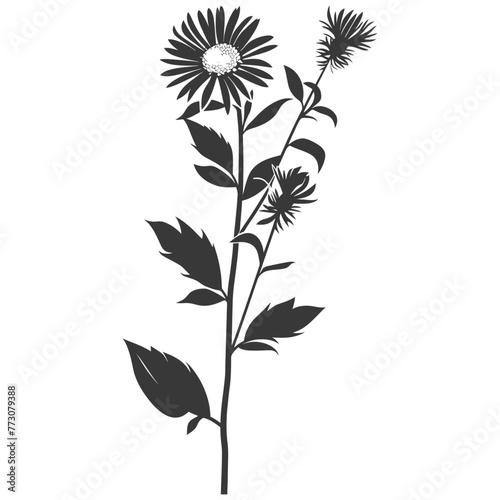 Silhouette aster flower black color only