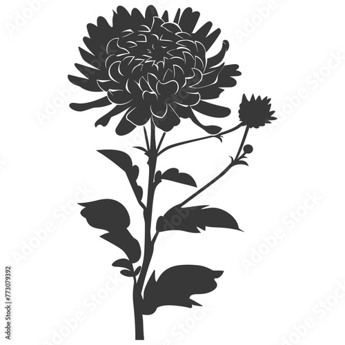 Silhouette aster flower black color only