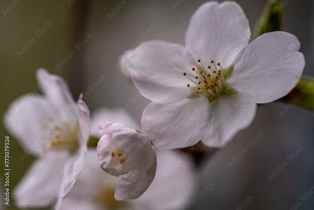 桜の花 桜の花