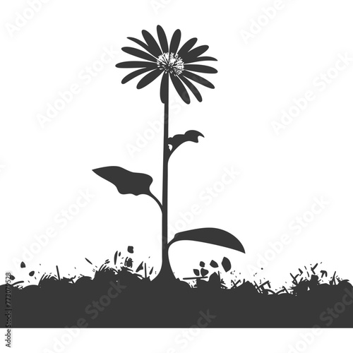 Silhouette aster flower in the ground black color only