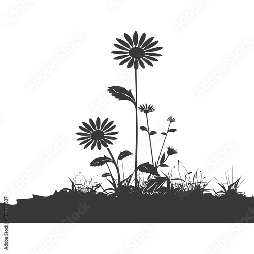 Silhouette aster flower in the ground black color only
