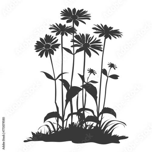 Silhouette aster flower in the ground black color only