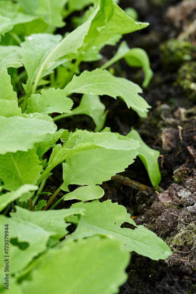 Radishes are grown at spring Radishes are grown at spring
