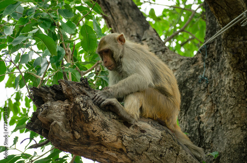 indian macaque © Полина Большакова