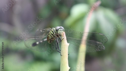 A dragonfly perched on the tip of an aloe vera plant leaf