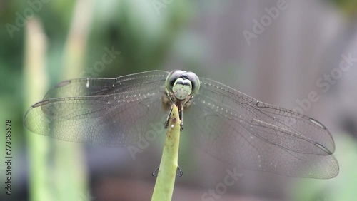 Front view of a dragonfly perched on Aloe Vera plant