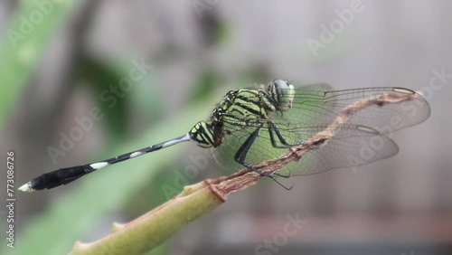 Close up view of a dragonfly perched on Aloe Vera plant