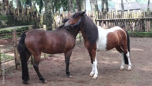 A pair of horses embracing in friendship