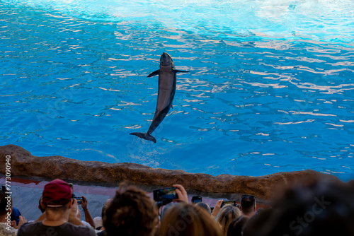 Bottlenose dolphin in the jump splashing water in front of crowd