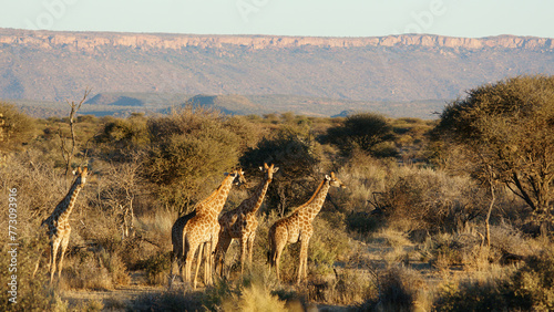 Eine Gruppe von Giraffen (Giraffa camelopardalis) in Namibia