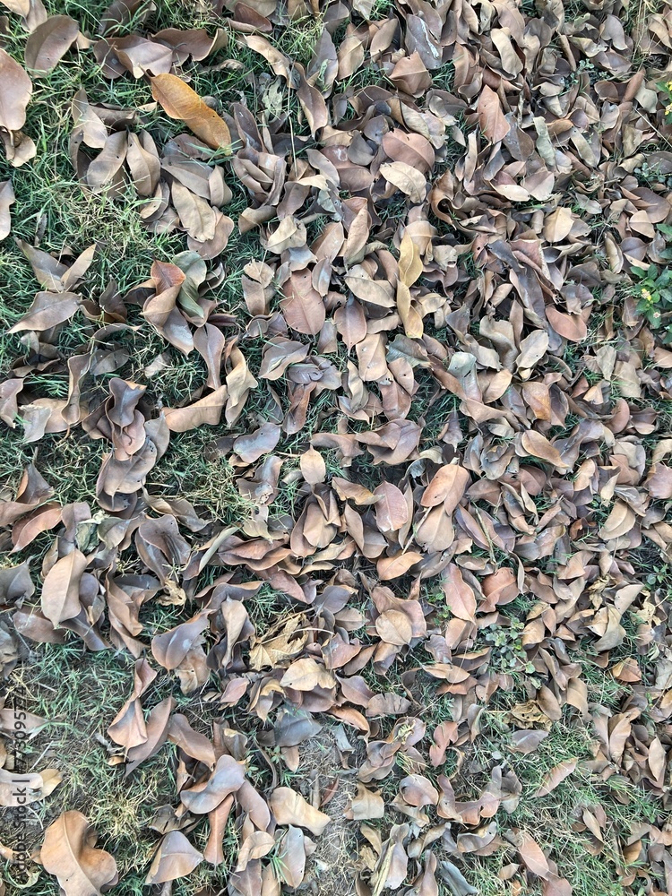 leaves background