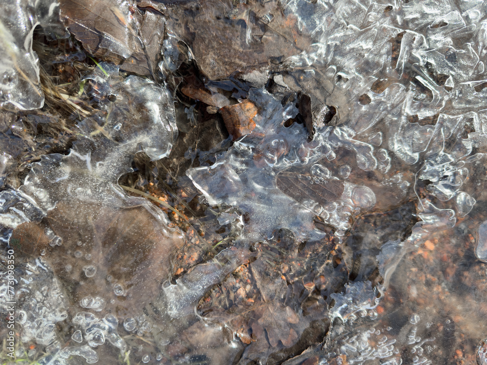 thin transparent ice on a puddle in the park on a spring day, foliage through the ice, dry grass through ice thin transparent ice on a puddle in the park on a spring day, foliage through the ice, dry grass through ice
