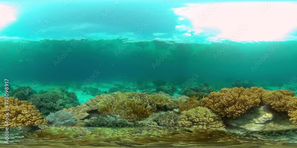Tropical fishes and coral reef at diving. Underwater world with corals and tropical fishes. Philippines. Virtual Reality 360.
