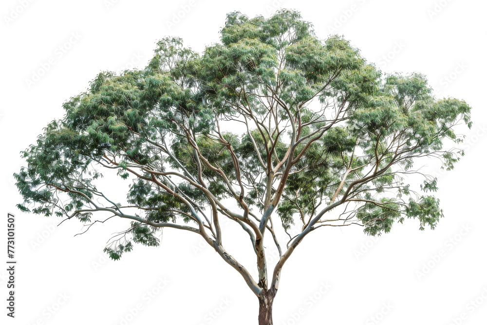 Realistic Eucalyptus Tree isolated on transparent background