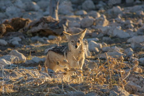 Schabrackenschakal (Canis mesomelas) auf der Suche nach Futter in der Etoschapfanne, Namibia photo