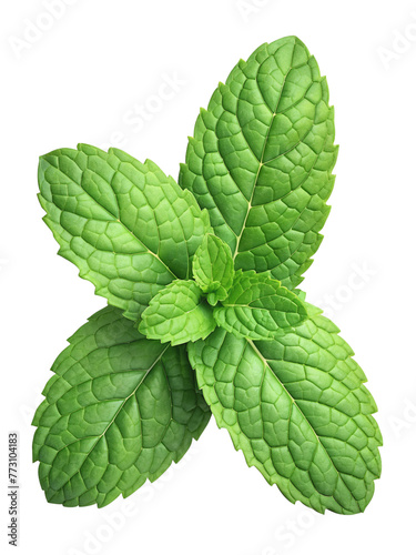 mint, spice isolated on transparent background