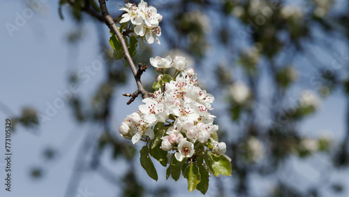 Blossoming apple tree up close © djenev
