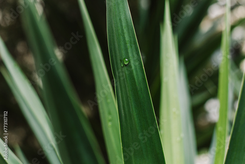 Fresh green Yucca leaves with raindrop.