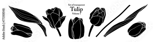 A series of isolated flower in cute hand drawn style. Silhouette Tulip on transparent background. Drawing of floral elements for coloring book or fragrance design. Volume 1.
