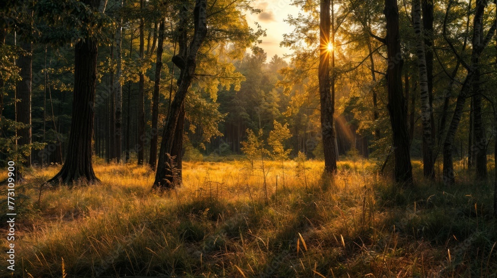 Sunset in the forest. Beautiful summer landscape with sunbeams