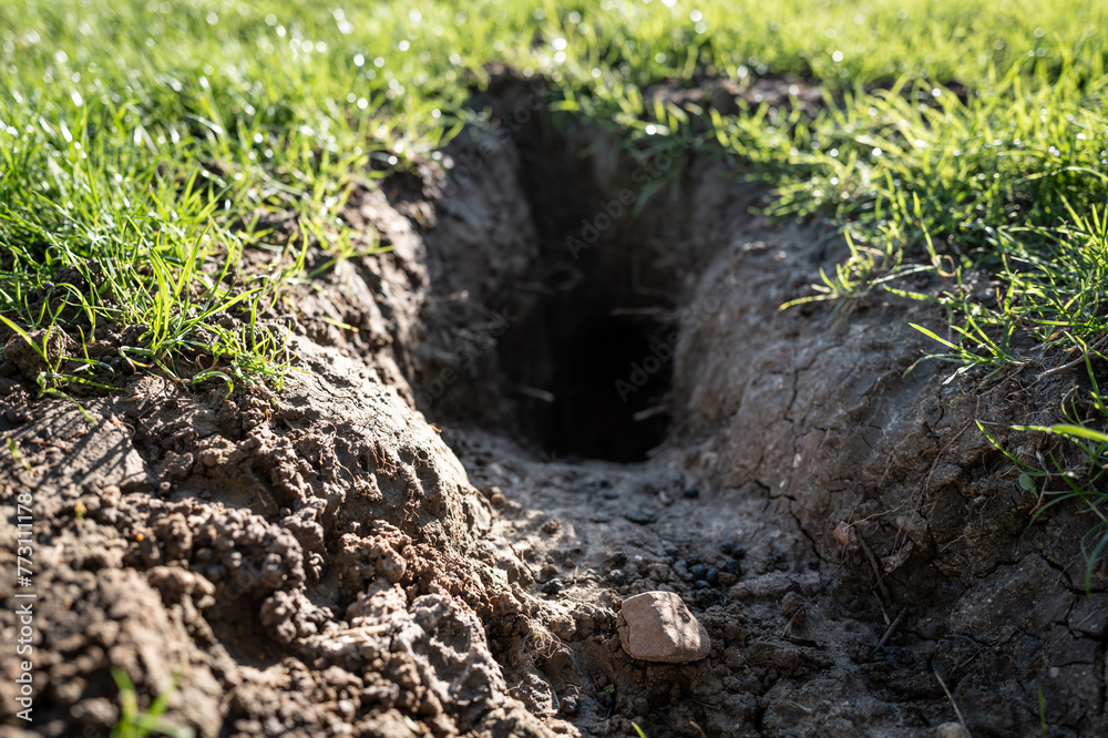 Large badger set entrance made overnight in a private garden in europe. The sets appeared over night causing extensive lawn damage. Large badger set entrance made overnight in a private garden in europe. The sets appeared over night causing extensive lawn damage.
