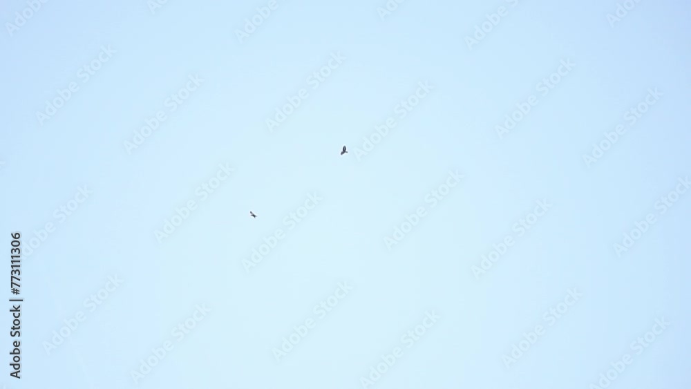 Two birds flying together in clear light blue sky Two birds flying together in clear light blue sky
