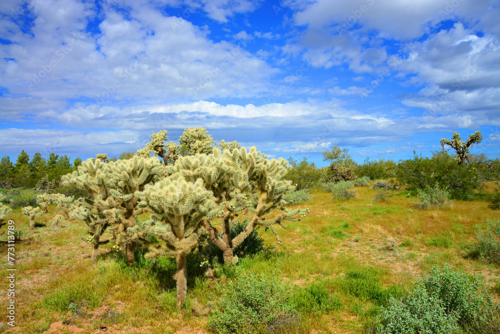 Cholla cactus, Sonora Desert, Mid Spring Cholla cactus, Sonora Desert, Mid Spring
