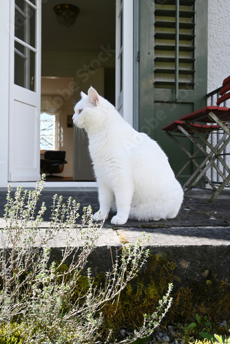 weisse Katze auf der Terrasse  photo