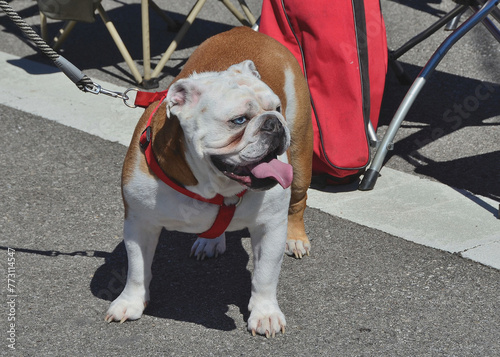 Canvas Print Bulldog in an independence day parade in Dublin, OH, July