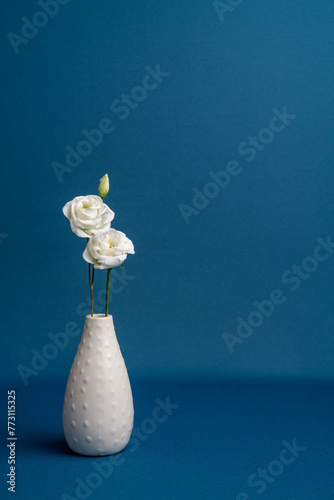 Two small, white roses in a white vase isolated on a blue background.With copy space.