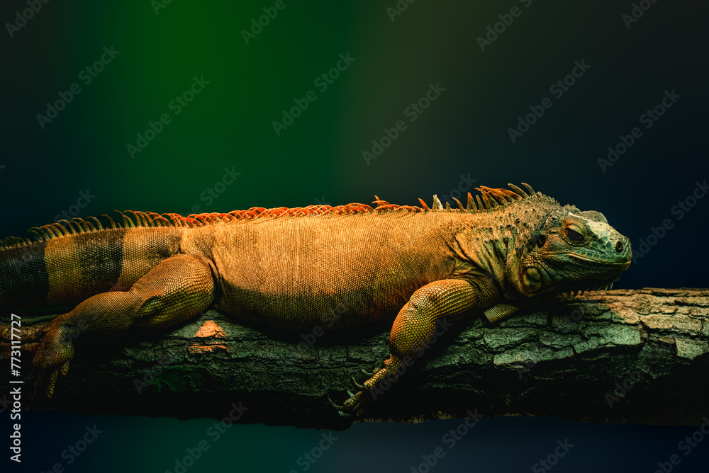 Leguan