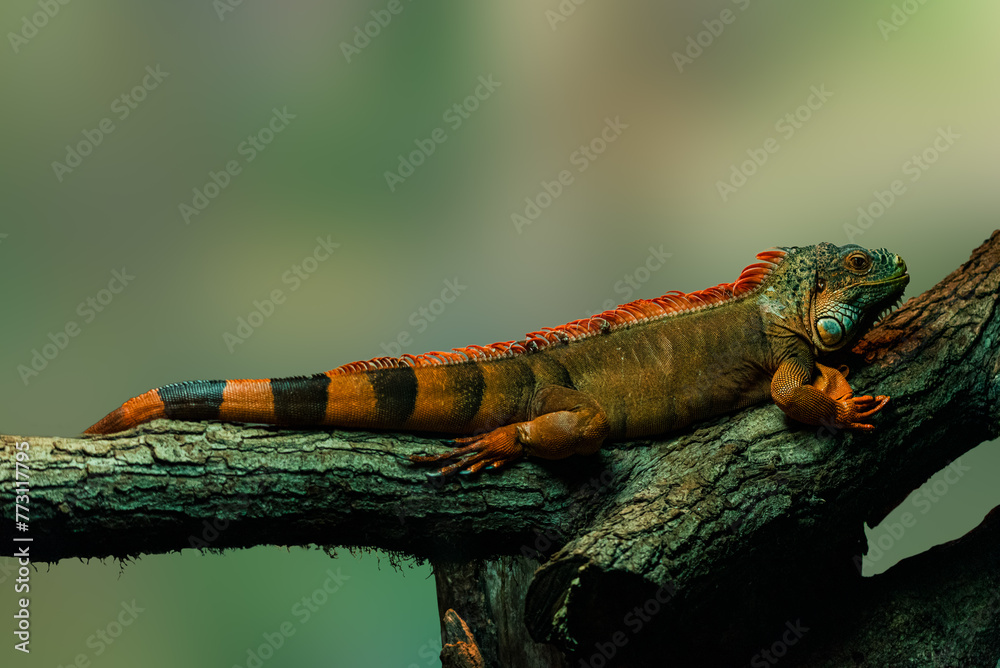 Leguan
