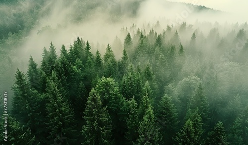 Green forest in fog, top view. The concept of a mysterious and uncharted nature. © volga