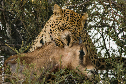 Leoparden  Panthera pardus  sitzt auf Baum  Antilope im Maul