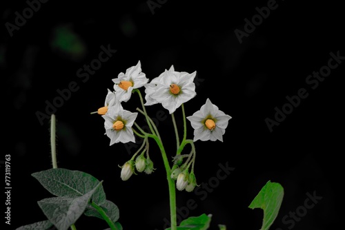 Foto Closeup shot of blooming black nightshade flowers on a dark background