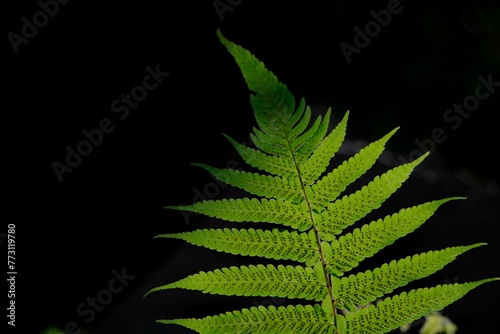Fototapeta Naklejka Na Ścianę i Meble -  Closeup shot of a single fern branch isolated on a black background