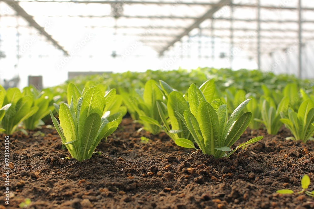 Obraz premium Scenic view of green crops in a greenhouse