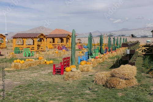 Scenic view of pumpkins growing on a farm in the countryside photo