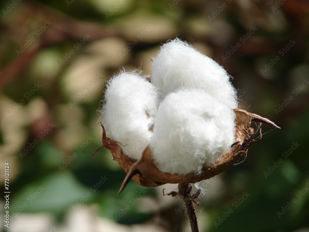 Pile of white cotton on a tree branch against a blurred background Pile of white cotton on a tree branch against a blurred background