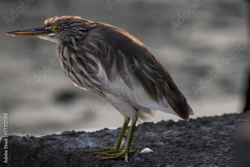 Majestic bittern standing atop a rugged stone wall overlooking a tranquil lake