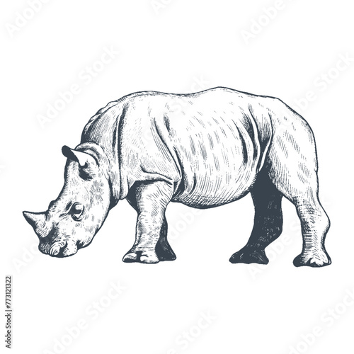 Rhinoceros hand drawing vector illustration. Rhinoceros animal sketch engraving. Little rhinoceros, Baby rhino