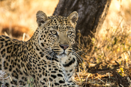 Leoparden  Panthera pardus  sitzt unter einem Baum  putzt sich