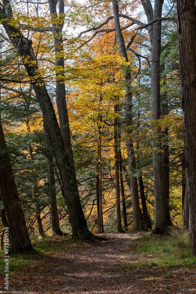 Pathway leading into a scenic landscape of golden trees, Letchworth State Park, New York Pathway leading into a scenic landscape of golden trees, Letchworth State Park, New York