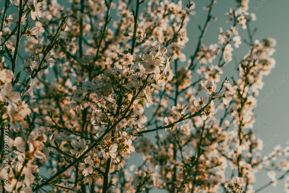 Fototapeta premium A tree with many white flowers is in the foreground