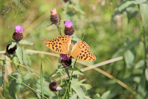 Papillon Vanesse sur une fleur