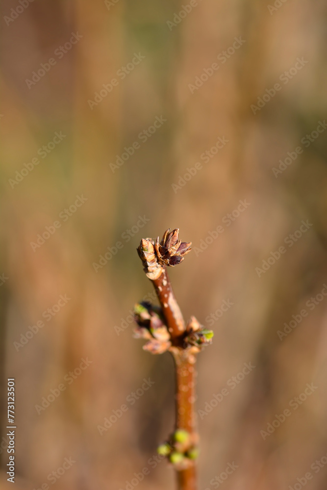 Weeping forsythia branch with buds Weeping forsythia branch with buds